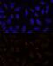Prominin 1 antibody, GTX64328, GeneTex, Immunocytochemistry image 