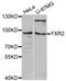 EWS RNA Binding Protein 1 antibody, orb373092, Biorbyt, Western Blot image 