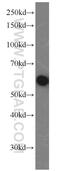 G3BP Stress Granule Assembly Factor 1 antibody, 13057-2-AP, Proteintech Group, Western Blot image 