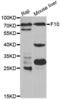Coagulation Factor X antibody, abx001245, Abbexa, Western Blot image 