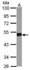 Smad Nuclear Interacting Protein 1 antibody, GTX111969, GeneTex, Western Blot image 