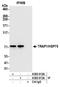 Putative endoplasmin-like protein antibody, A305-013A, Bethyl Labs, Immunoprecipitation image 