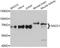 Nucleus Accumbens Associated 1 antibody, A11720, ABclonal Technology, Western Blot image 