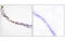 Fibronectin 1 antibody, MBS5301496, MyBioSource, Immunohistochemistry frozen image 