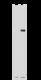 Isovaleryl-CoA Dehydrogenase antibody, 14206-T52, Sino Biological, Western Blot image 