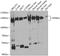 Pitrilysin Metallopeptidase 1 antibody, 23-535, ProSci, Western Blot image 