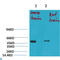 Potassium Voltage-Gated Channel Subfamily A Member 1 antibody, LS-C813638, Lifespan Biosciences, Western Blot image 