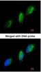 Tyrosine Kinase 2 antibody, NBP1-32450, Novus Biologicals, Immunofluorescence image 