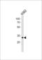 POU Class 5 Homeobox 1B antibody, PA5-24309, Invitrogen Antibodies, Western Blot image 