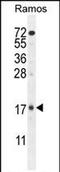 Tetratricopeptide Repeat Domain 9C antibody, PA5-71482, Invitrogen Antibodies, Western Blot image 