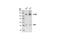 Nuclear Factor Kappa B Subunit 2 antibody, 3017P, Cell Signaling Technology, Western Blot image 