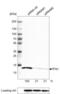 Profilin 1 antibody, NBP2-59778, Novus Biologicals, Immunohistochemistry frozen image 