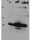 Protein Phosphatase 1 Regulatory Subunit 13 Like antibody, orb345545, Biorbyt, Western Blot image 