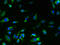 Transmembrane Protein 61 antibody, LS-C376873, Lifespan Biosciences, Immunofluorescence image 