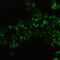 Nuclear Factor Of Activated T Cells 1 antibody, PA5-79731, Invitrogen Antibodies, Immunofluorescence image 