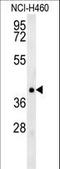 TNF Receptor Associated Factor 1 antibody, LS-C160155, Lifespan Biosciences, Western Blot image 