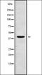 Wnt Family Member 6 antibody, orb337837, Biorbyt, Western Blot image 