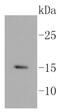 H3 Histone Family Member 3B antibody, NBP2-67530, Novus Biologicals, Western Blot image 