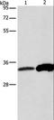 Annexin A4 antibody, LS-C403819, Lifespan Biosciences, Western Blot image 