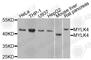 Myosin Light Chain Kinase Family Member 4 antibody, A10000, ABclonal Technology, Western Blot image 