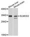 ELMO Domain Containing 2 antibody, LS-C749214, Lifespan Biosciences, Western Blot image 