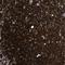 Major Histocompatibility Complex, Class II, DQ Beta 1 antibody, NBP1-84549, Novus Biologicals, Immunohistochemistry frozen image 
