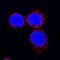 Interleukin 18 antibody, AF588, R&D Systems, Immunofluorescence image 