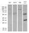 E74 Like ETS Transcription Factor 4 antibody, MA5-27250, Invitrogen Antibodies, Western Blot image 