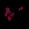 Perilipin 3 antibody, orb74746, Biorbyt, Immunofluorescence image 
