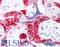 Transglutaminase 2 antibody, LS-B2599, Lifespan Biosciences, Immunohistochemistry paraffin image 