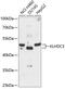 Kelch Domain Containing 3 antibody, 15-179, ProSci, Western Blot image 