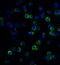 Regulatory Factor X1 antibody, LS-B13083, Lifespan Biosciences, Immunofluorescence image 