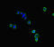 Neurobeachin Like 2 antibody, LS-C678767, Lifespan Biosciences, Immunofluorescence image 
