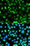 Ataxin 3 antibody, LS-C331383, Lifespan Biosciences, Immunofluorescence image 