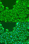 Bone Morphogenetic Protein 2 antibody, 16-158, ProSci, Immunofluorescence image 