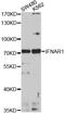 Interferon Alpha And Beta Receptor Subunit 1 antibody, 16-874, ProSci, Western Blot image 