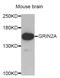 Glutamate Ionotropic Receptor NMDA Type Subunit 2A antibody, abx002603, Abbexa, Western Blot image 