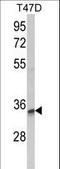 Tetraspanin 12 antibody, LS-C160262, Lifespan Biosciences, Western Blot image 