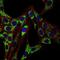 Heat Shock Protein Family D (Hsp60) Member 1 antibody, NBP2-37617, Novus Biologicals, Immunofluorescence image 