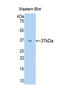 Surfactant Protein D antibody, LS-C298964, Lifespan Biosciences, Western Blot image 