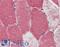 POLG antibody, LS-B4085, Lifespan Biosciences, Immunohistochemistry frozen image 