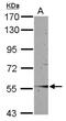 Signal Regulatory Protein Alpha antibody, NBP2-20370, Novus Biologicals, Western Blot image 