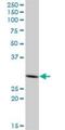 Phytanoyl-CoA Dioxygenase Domain Containing 1 antibody, H00254295-B01P, Novus Biologicals, Western Blot image 