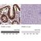 Proline, Histidine And Glycine Rich 1 antibody, NBP2-49569, Novus Biologicals, Immunohistochemistry paraffin image 