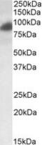 RAB11 Family Interacting Protein 1 antibody, MBS420243, MyBioSource, Western Blot image 