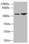 Fc Receptor Like 4 antibody, orb354927, Biorbyt, Western Blot image 