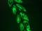 Mitogen-Activated Protein Kinase 11 antibody, orb373711, Biorbyt, Immunofluorescence image 