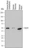 Egl-9 Family Hypoxia Inducible Factor 1 antibody, AF7680, R&D Systems, Western Blot image 