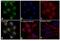 Progesterone Receptor antibody, MA1-12626, Invitrogen Antibodies, Immunofluorescence image 