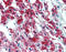 Interleukin 23 Subunit Alpha antibody, 51-270, ProSci, Immunohistochemistry paraffin image 